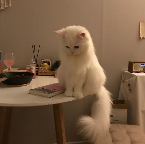 罐头全价猫粮让宠物爱上美味与健康PG麻将胡了网易严选浓汤大口肉(图3)